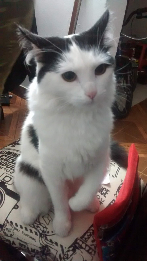 Milu