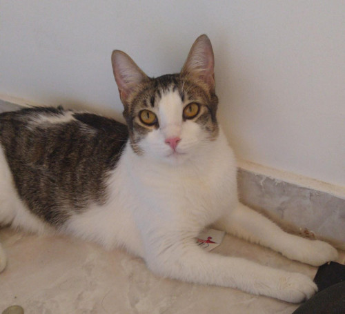 Mili