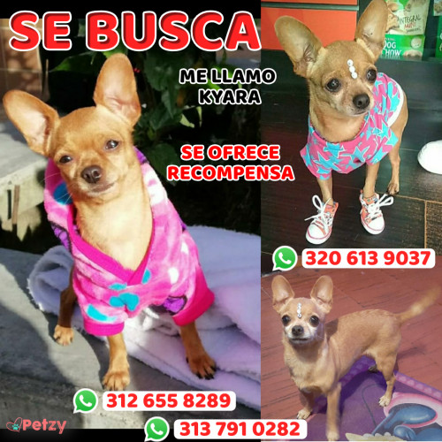 Foto de mascota Kyara