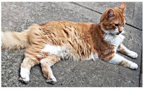 Gaturro