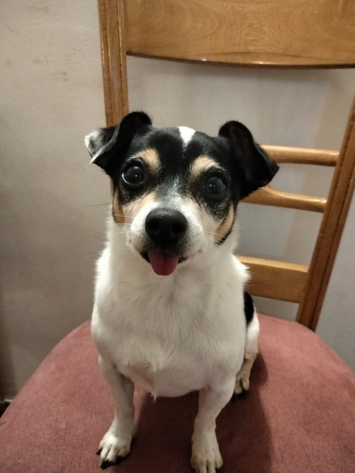 Coki