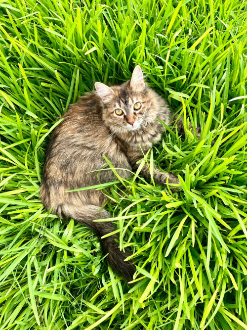 Luna