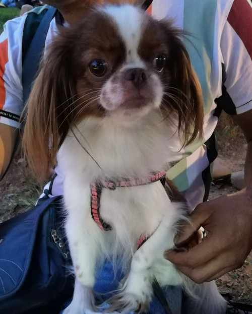 Nala