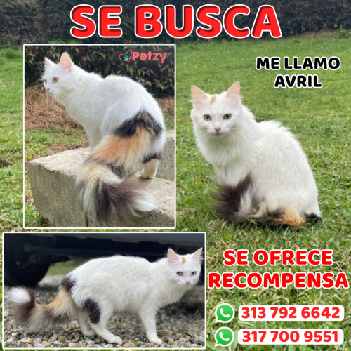 Foto de mascota Avril