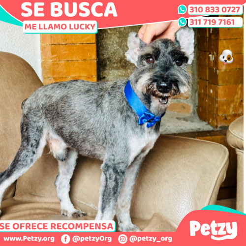 Foto de mascota Lucky