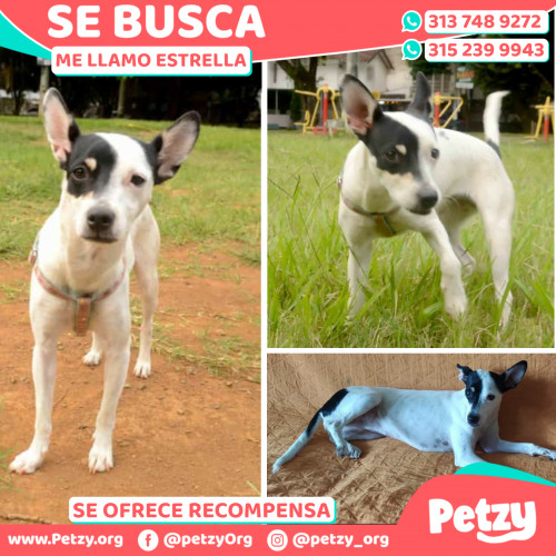 Foto de mascota Estrella