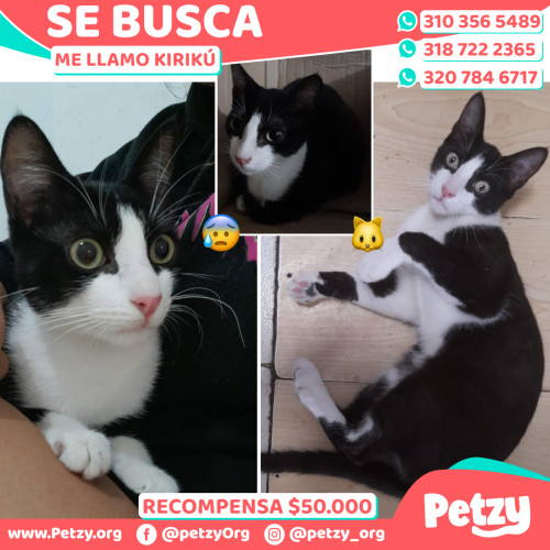 Foto de mascota Kirikú