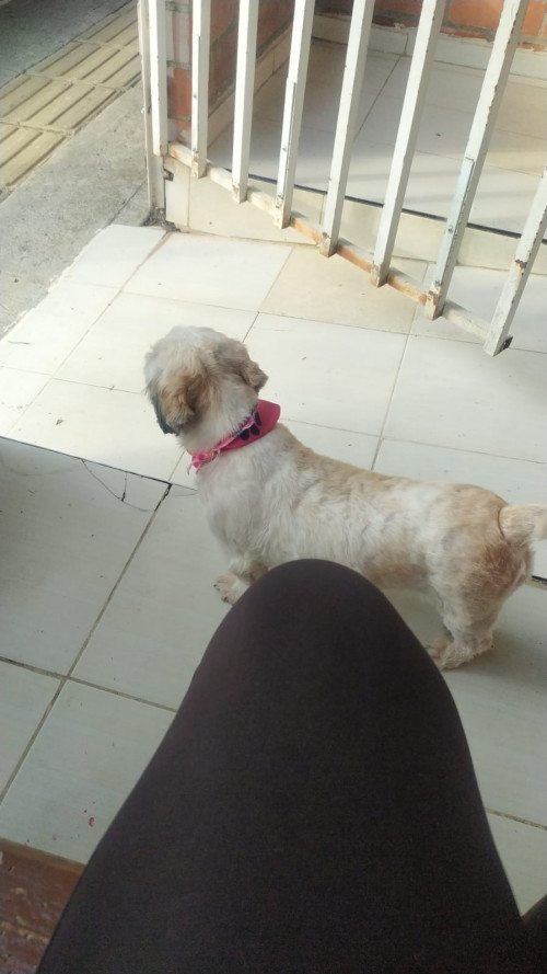 Canela
