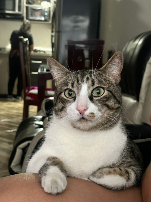 Cosmo