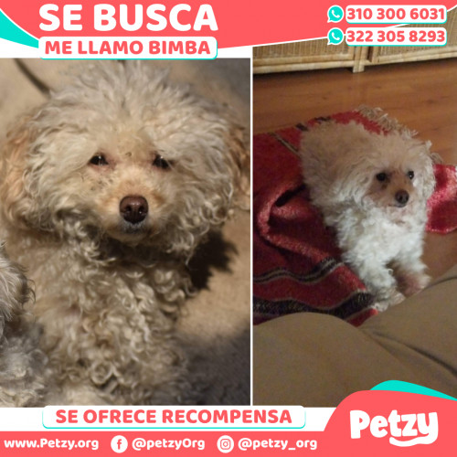 Foto de mascota Bimba