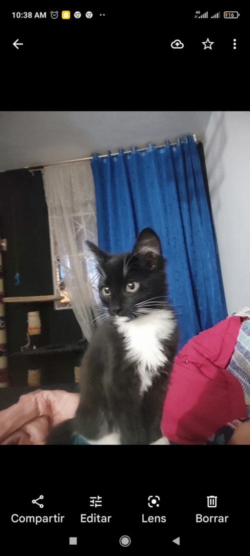 Baloo