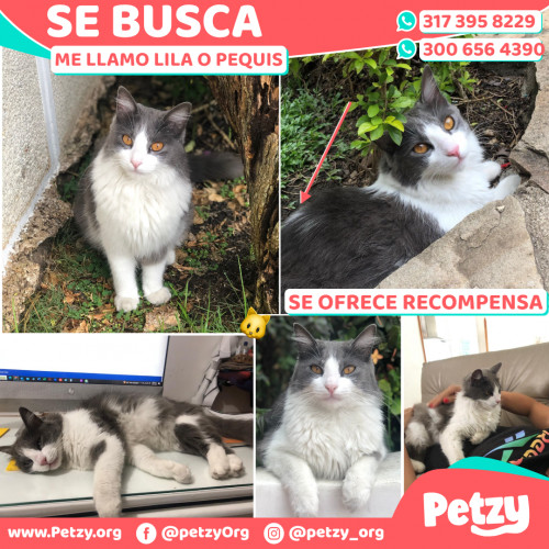 Foto de mascota Lila