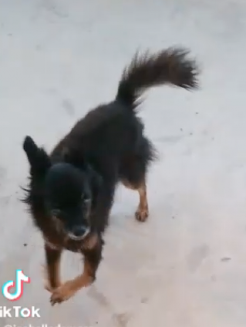 Blacky