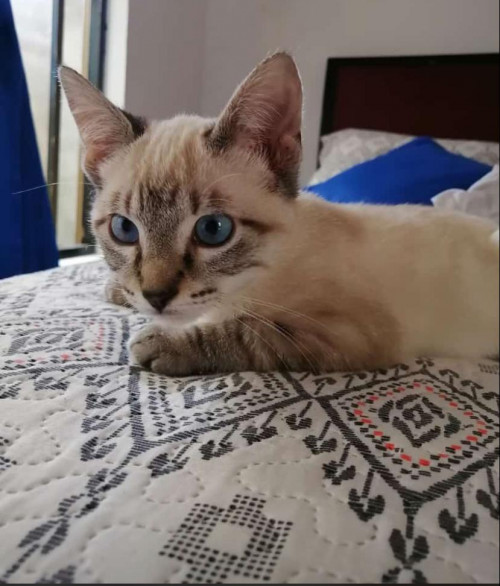 Oliver