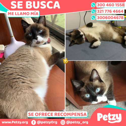 Foto de mascota Mía