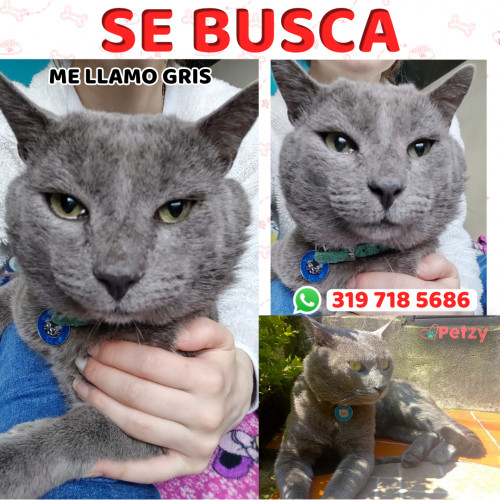 Foto de mascota Gris