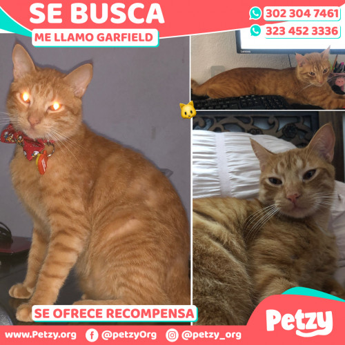 Foto de mascota Garfield 