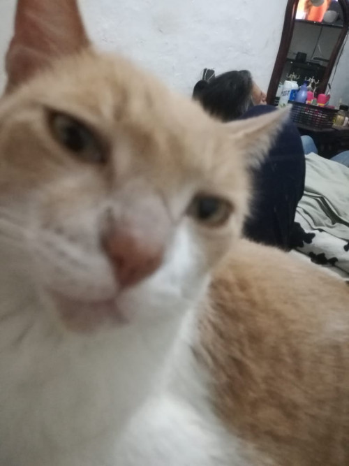 Milo