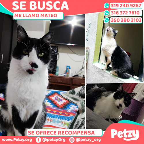 Foto de mascota Mateo