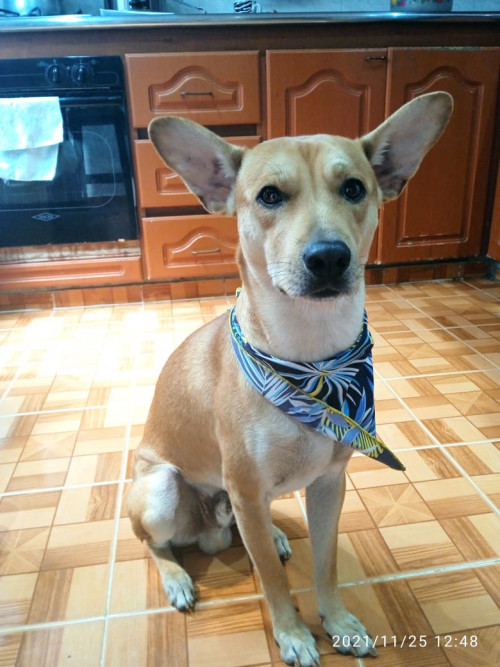 Bruno