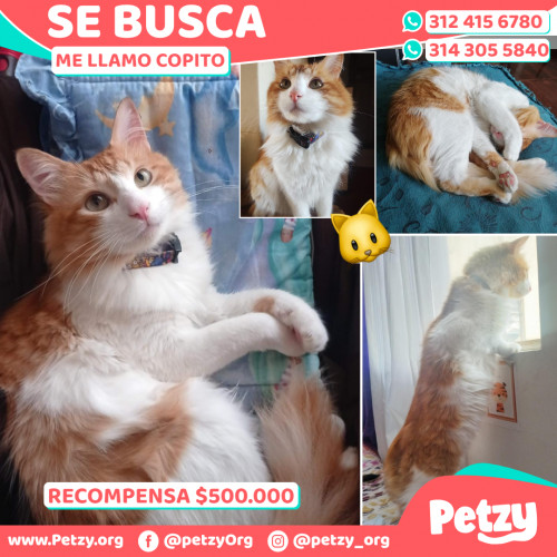 Foto de mascota Copito