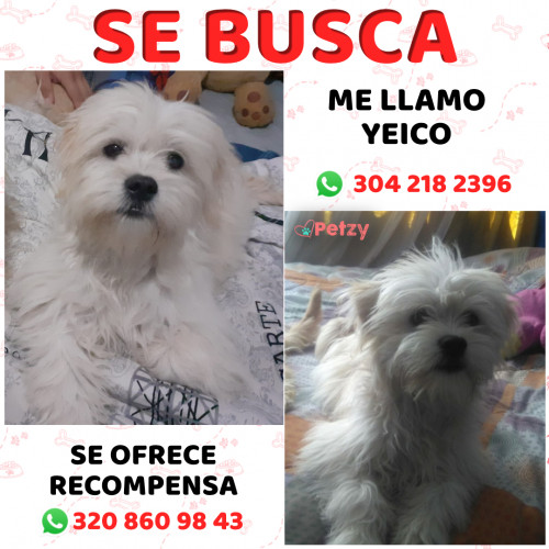 Foto de mascota Yeico