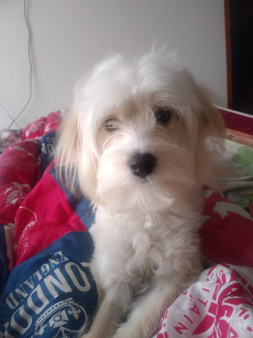 Milú