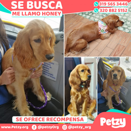 Foto de mascota Honey