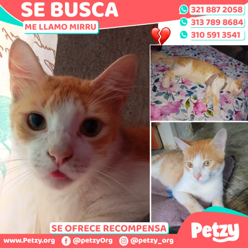 Foto de mascota Mirru