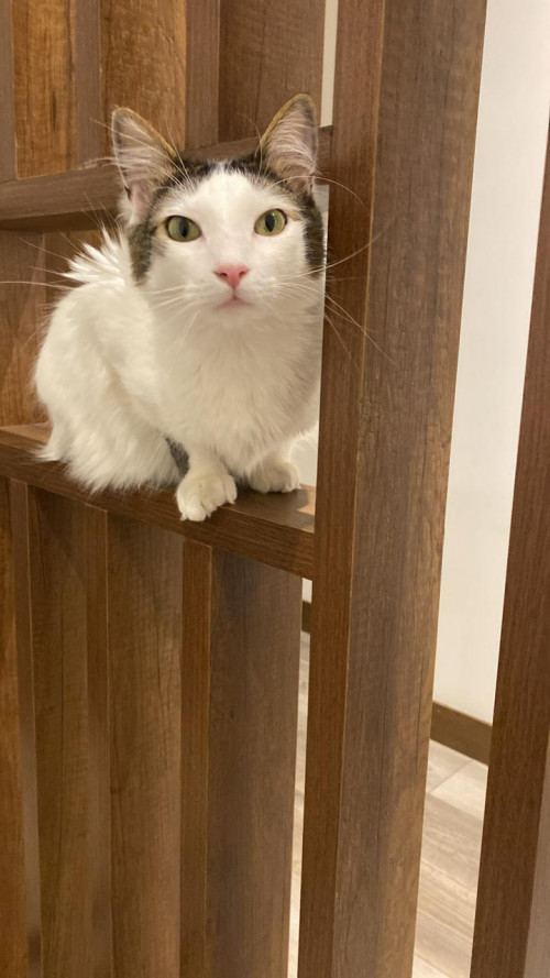 Leo