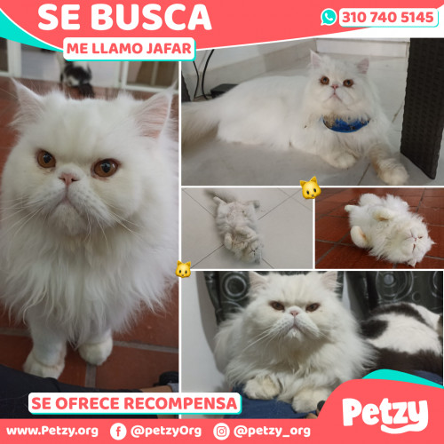 Foto de mascota Jafar