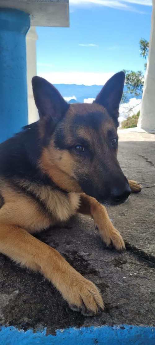Rex