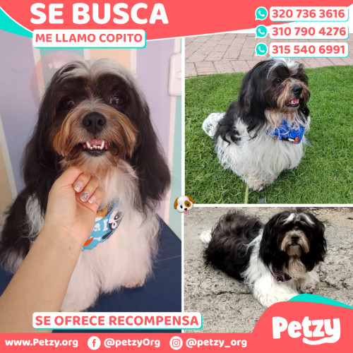 Foto de mascota Copito