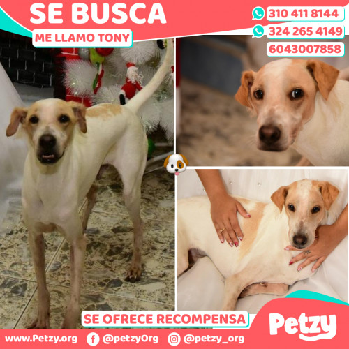 Foto de mascota Tony