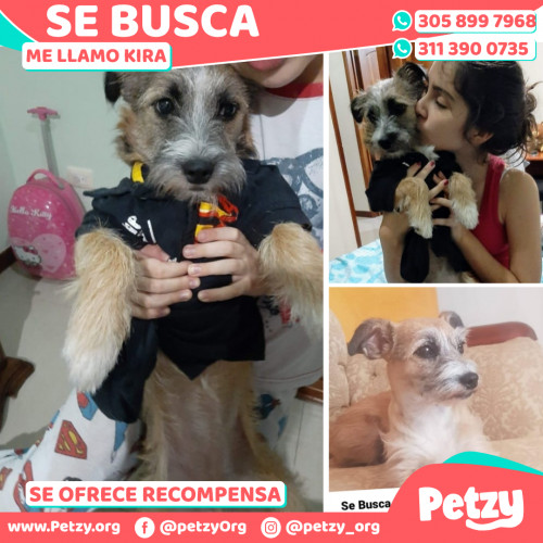 Foto de mascota Kira