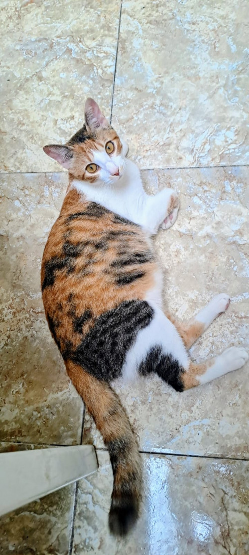 Nala