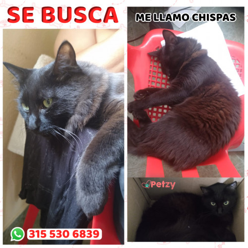 Foto de mascota Chispas