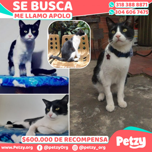 Foto de mascota Apolo