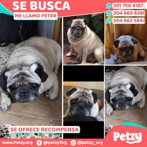 Foto de mascota Peter