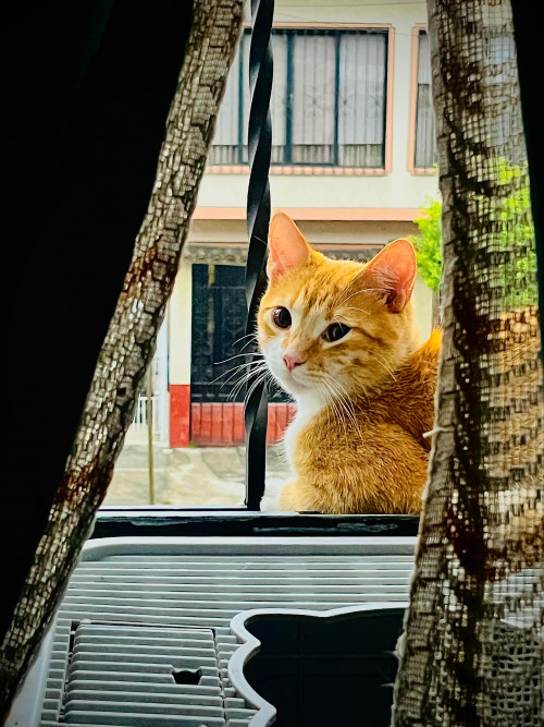 Loky