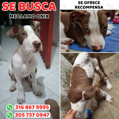 Foto de mascota Onix