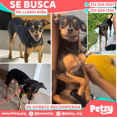 Foto de mascota Niña