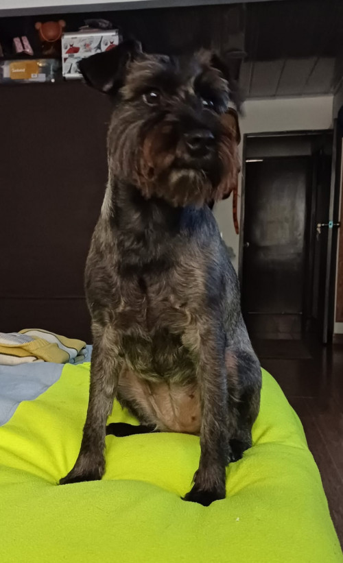 Dulce Lulú