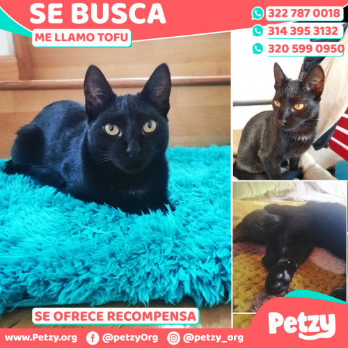 Foto de mascota Tofu