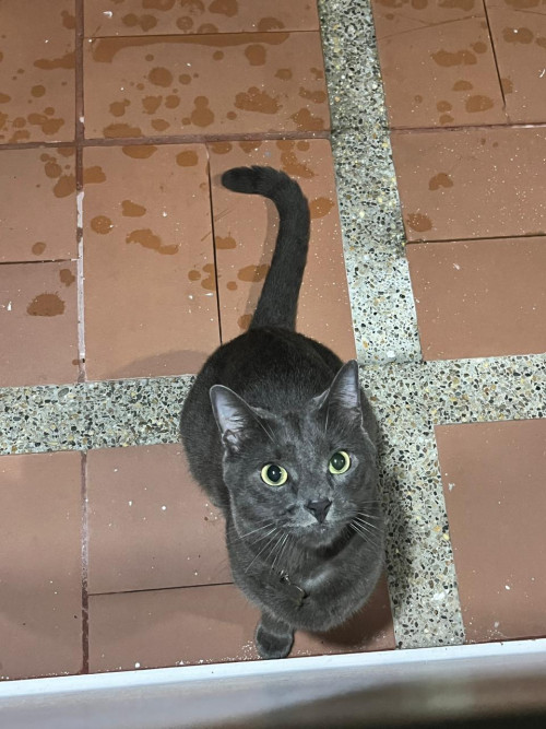 Copito