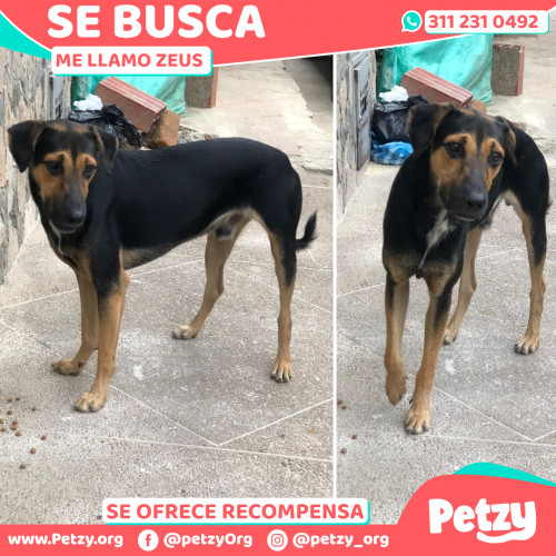 Foto de mascota Zeus 