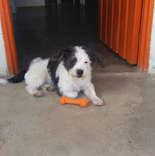 Peluche
