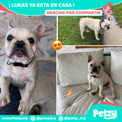 Foto de mascota Lukas