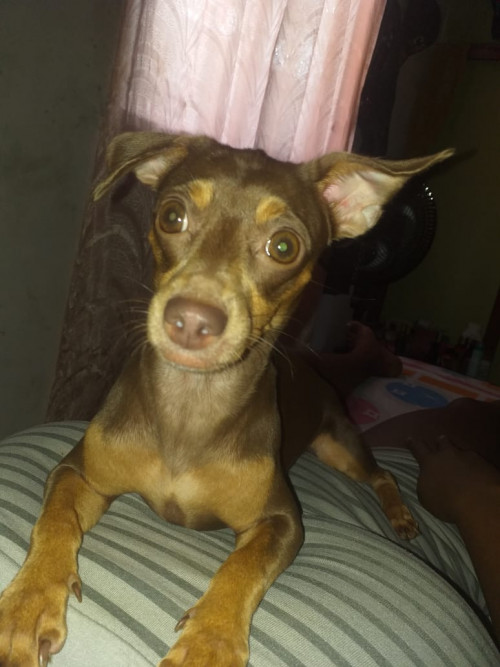 Sacha