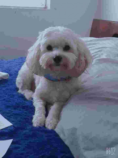 Maily